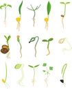 Set of different plant sprouts
